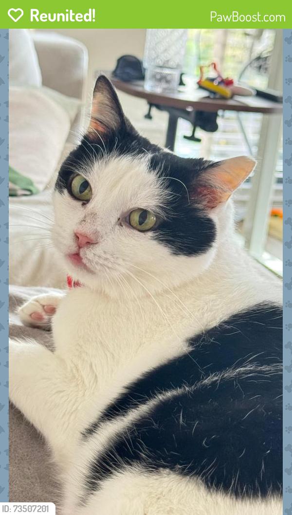 Reunited Female Cat last seen John Rofle, Gayton Road, Rigdefield Parkway area., Henrico County, VA 23233
