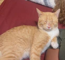 Reunited Male Cat last seen Killashee, Derryrush, Bunbeg, Charlotte, NC 28213