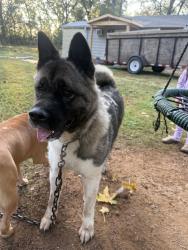 Found/Stray Female Dog last seen Promised land, Spartanburg, SC 29306