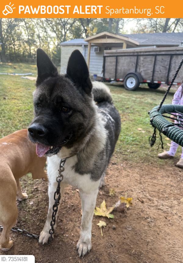 Found/Stray Female Dog last seen Promised land, Spartanburg, SC 29306