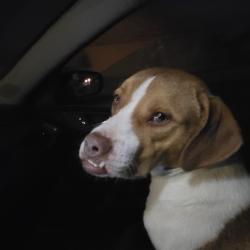 Found/Stray Male Dog last seen Sw 134th and meridian, Oklahoma City, OK 73173