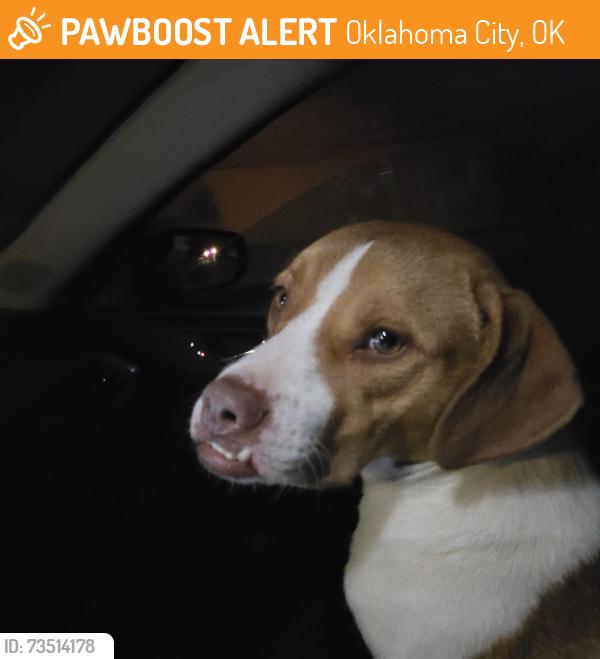 Found/Stray Male Dog last seen Sw 134th and meridian, Oklahoma City, OK 73173