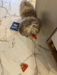 Reunited Male Dog last seen 4th street and port reading, Woodbridge Township, NJ 07064