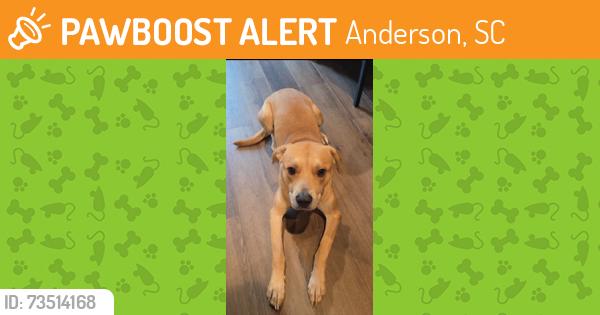 Found/Stray Male Dog last seen Lone Oak Road and Broadway Lake Road, Anderson, SC 29621