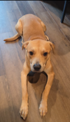 Found/Stray Male Dog last seen Lone Oak Road and Broadway Lake Road, Anderson, SC 29621