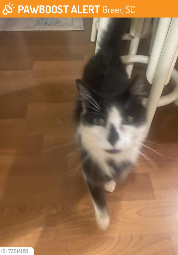 Found/Stray Unknown Cat last seen Hwy 14 and Cannon Rd, Greer, SC 29651
