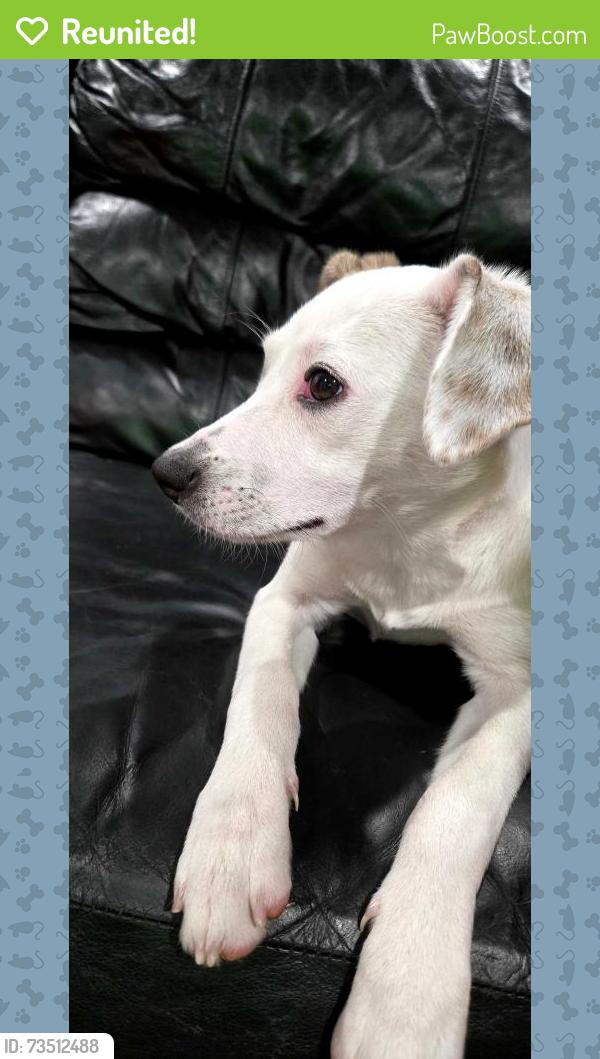 Reunited Male Dog last seen Warrior, Grand Prairie, TX 75052