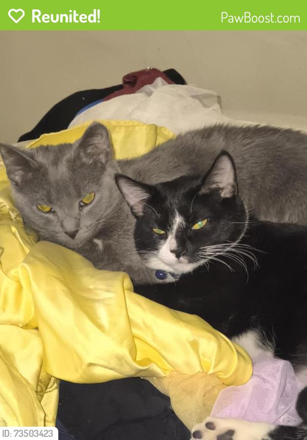 Reunited Female Cat last seen Smith st, Green Bay, WI 54302