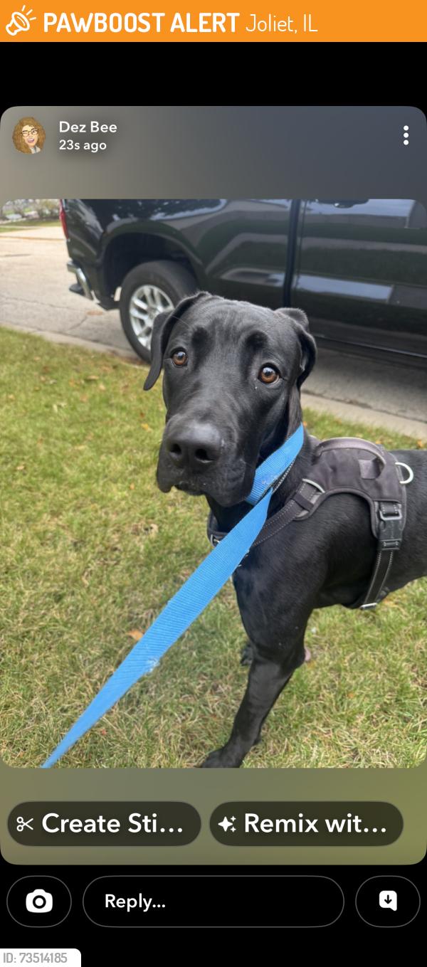 Found/Stray Unknown Dog last seen Fall creek subdivision, Joliet, IL 60435