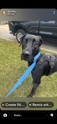 Found/Stray Unknown Dog last seen Fall creek subdivision, Joliet, IL 60435