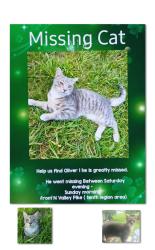 Lost Male Cat last seen N valley pike broadway va, Rockingham County, VA 22802
