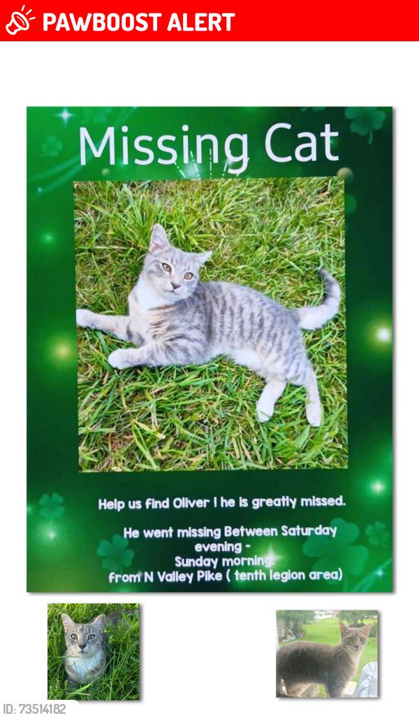 Lost Male Cat last seen N valley pike broadway va, Rockingham County, VA 22802