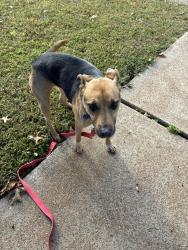 Found/Stray Female Dog last seen Baptist church road and Lindbergh, St. Louis, MO 63123