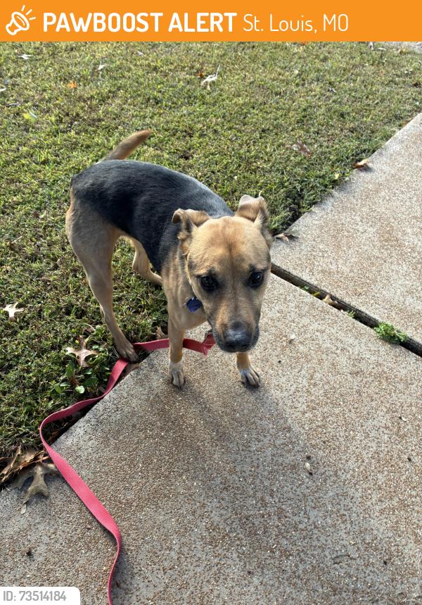 Found/Stray Female Dog last seen Baptist church road and Lindbergh, St. Louis, MO 63123