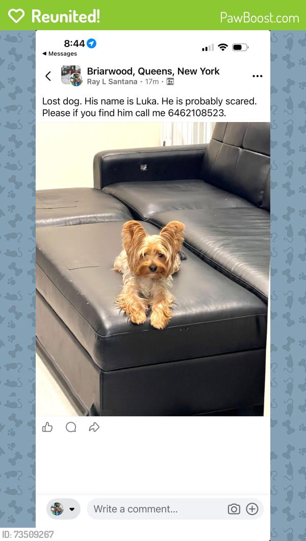 Reunited Male Dog last seen Main st n jewel Avenue, Queens, NY 11367