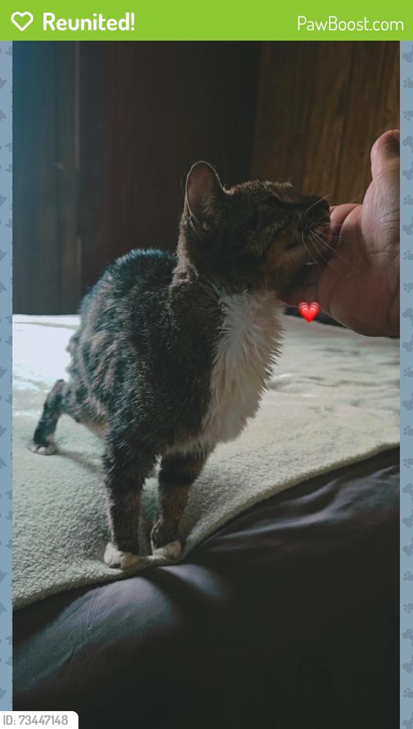 Reunited Male Cat last seen Pine dr & Blue run Ln buffaloe road Raleigh north carolina, Raleigh, NC 27616