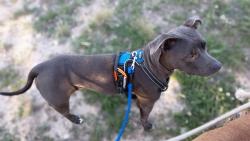 Lost Female Dog last seen John powell, Pueblo West, CO 81007