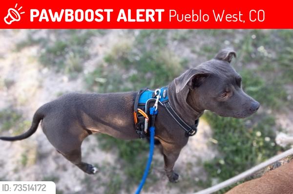 Lost Female Dog last seen John powell, Pueblo West, CO 81007
