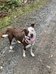 Reunited Male Dog last seen Holly and chestnut, Maple Falls, WA 98266