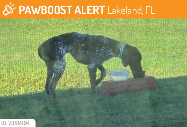 Found/Stray Unknown Dog last seen Griffin Rd / Knight Station, Kathleen, FL 33810