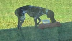 Found/Stray Unknown Dog last seen Griffin Rd / Knight Station, Kathleen, FL 33810