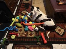 Lost Male Dog last seen Centre alabama, Centre, AL 35960