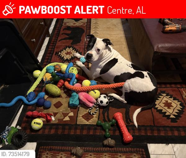 Lost Male Dog last seen Centre alabama, Centre, AL 35960