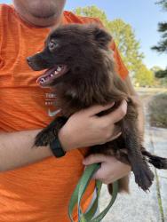 Reunited Female Dog last seen Near Saintphendale Dr, Charlotte, NC 28273, USA, Charlotte, NC 28273