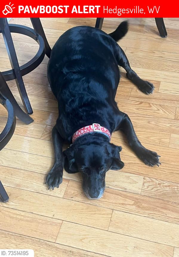 Lost Female Dog last seen Lodge Road, Hedgesville, Hedgesville, WV 25427