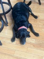 Lost Female Dog last seen Lodge Road, Hedgesville, Hedgesville, WV 25427