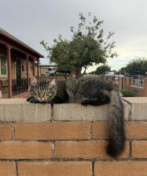 Reunited Male Cat last seen Near S Catalina Ave, Tucson, AZ 85706, USA, Tucson, AZ 85706
