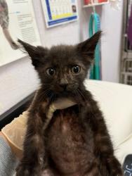Shelter Stray Male Cat last seen Bexar County, 3353 Morningside Dr, New Braunfels, TX 78132, USA