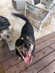 Reunited Male Dog last seen Hulen / Byers, Fort Worth, TX 76107