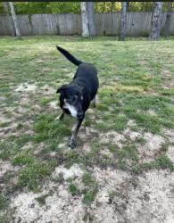 Reunited Male Dog last seen Brunswick kitchen, Bartlett, TN 38134