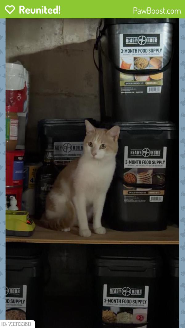 Reunited Male Cat last seen The free market, Appleton, WI 54914