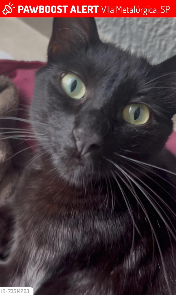 Lost Male Cat last seen Alameda calcutá, Vila Metalúrgica, SP 