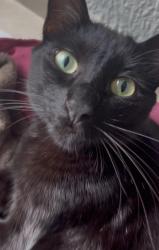 Lost Male Cat last seen Alameda calcutá, Vila Metalúrgica, SP 