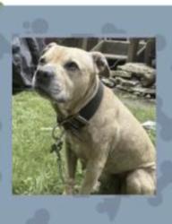 Reunited Female Dog last seen Outer Comstock/Skytop/Jamesville Ave, Syracuse, NY 13210