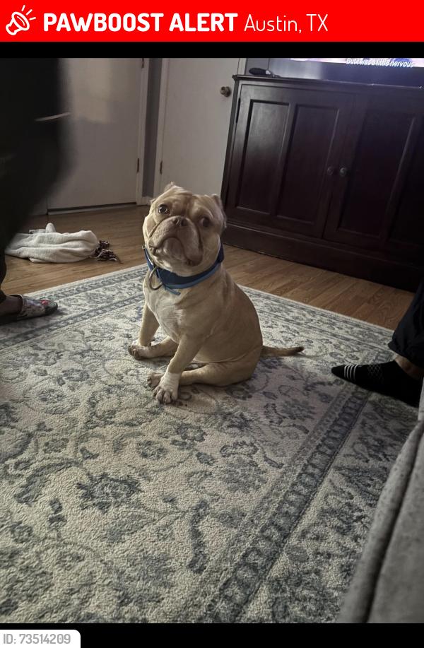 Lost Male Dog last seen bradbury ln , collindale dr, Austin, TX 78753