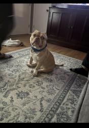 Lost Male Dog last seen bradbury ln , collindale dr, Austin, TX 78753
