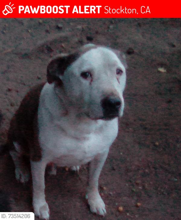 Lost Male Dog last seen Hammer meadow Don, Stockton, CA 95207