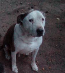 Lost Male Dog last seen Hammer meadow Don, Stockton, CA 95207