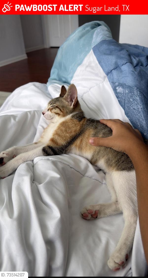 Lost Female Cat last seen by Brazos Bend Elementary, Sugar Land, TX 77479