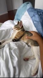 Lost Female Cat last seen by Brazos Bend Elementary, Sugar Land, TX 77479