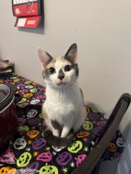 Reunited Female Cat last seen Neighborhood Behind jiffy treat in ellettsville, Bloomington, IN 47404