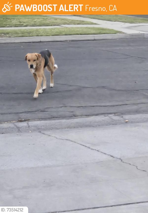Found/Stray Unknown Dog last seen Ashlan/Millbrook, Fresno, CA 93726