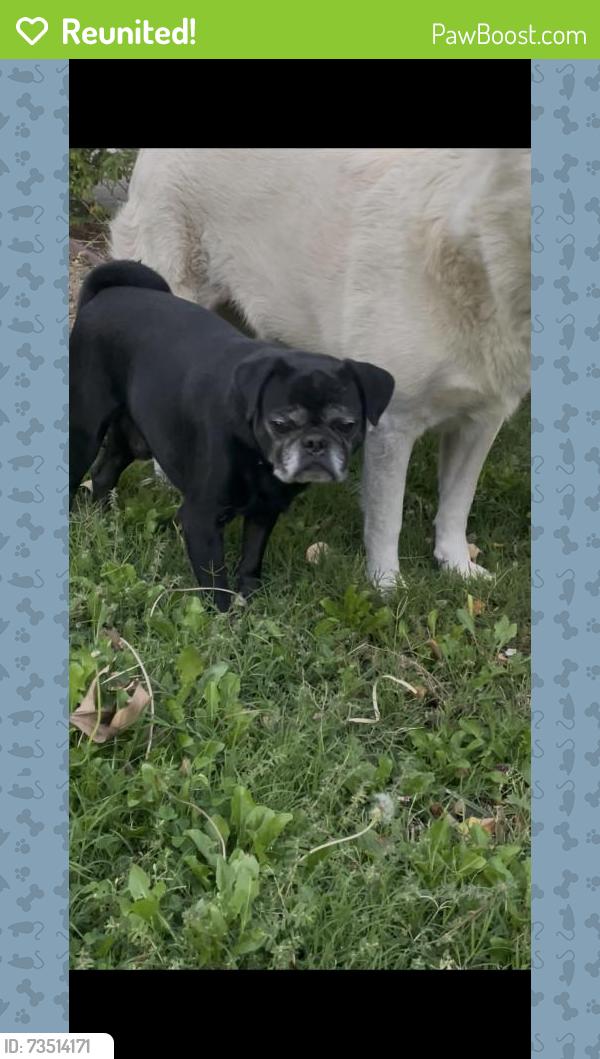 Reunited Male Dog last seen Near N Leroy St, San Bernardino, CA 92404, USA, San Bernardino, CA 92404