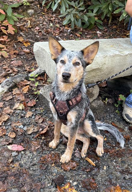 Shelter Stray Male Dog last seen CHARLOTTE, 8315 Byrum Dr, Charlotte, NC 28217, USA