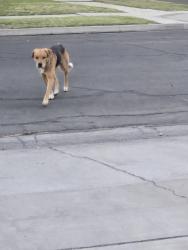 Found/Stray Unknown Dog last seen Ashlan/Millbrook, Fresno, CA 93726