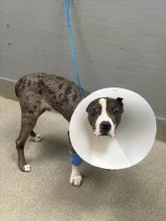 Shelter Stray Male Dog last seen TOWN CENTER AND 215, 655 N Mojave Rd, Las Vegas, NV 89101, USA